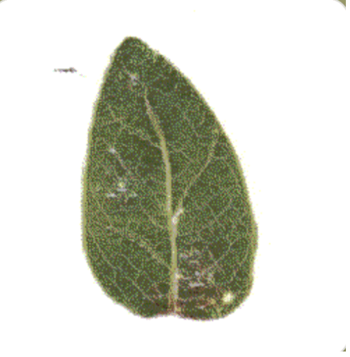 A single hand-harvested leaf, its vein network shimmering and animating in a slow loop.