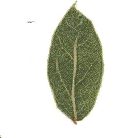 AI-generated leaf from that sketch — dark green with a detailed vein network.