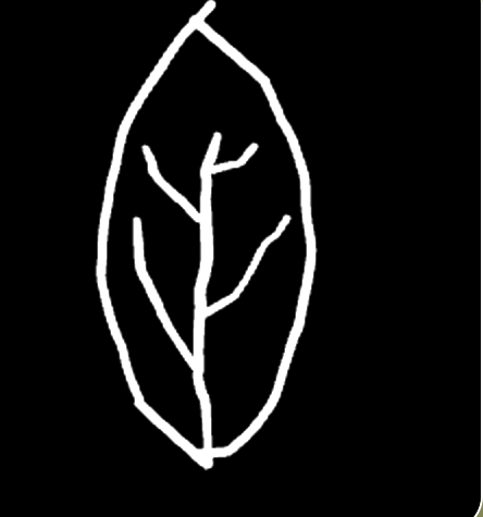 Leaf outline sketched on black canvas — tall and narrow with branching veins.