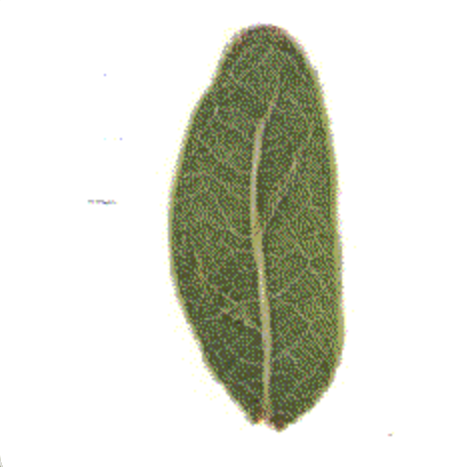 Generated leaf — fuller and oval, with soft branching veins hallucinated from the sketch.