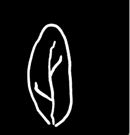 A rounder, more compact leaf outline with a few veins sketched in.