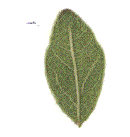Generated leaf — fuller, slightly asymmetric, with a convincing vein structure.