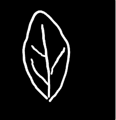 A wider leaf outline with branching veins drawn in.