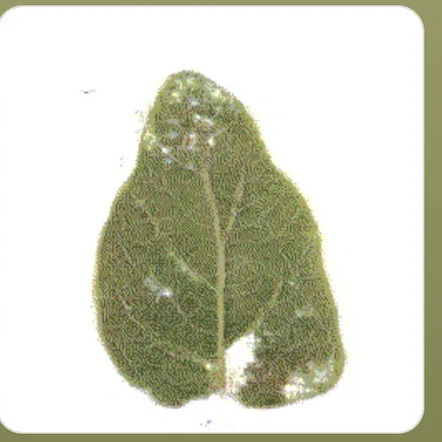 Generated leaf — rounder at the top, tapering at the stem, vein detail hallucinated.