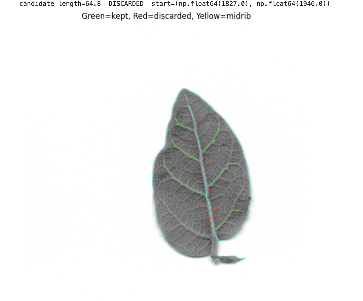 A scanned leaf with candidate side veins marked green (kept) and red (discarded as too short), midrib marked yellow.