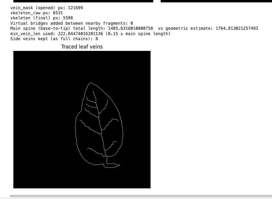 A clean, final white-line vein network traced automatically from a scanned leaf, ready to be used as pix2pix training data.