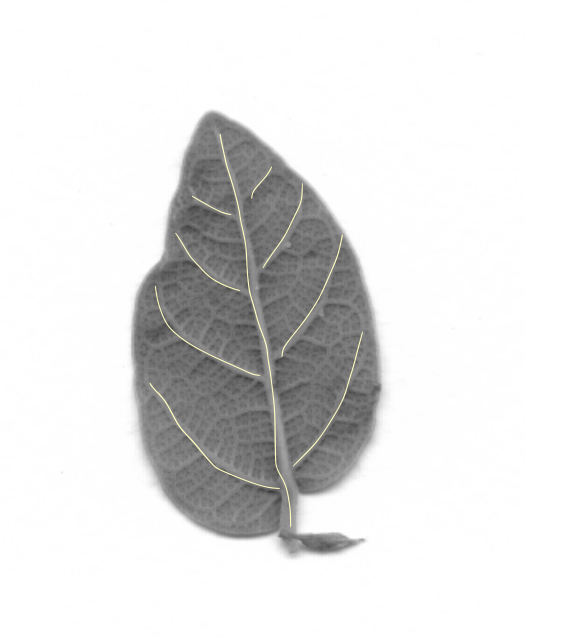 The final clean traced vein network overlaid on the grayscale leaf scan.