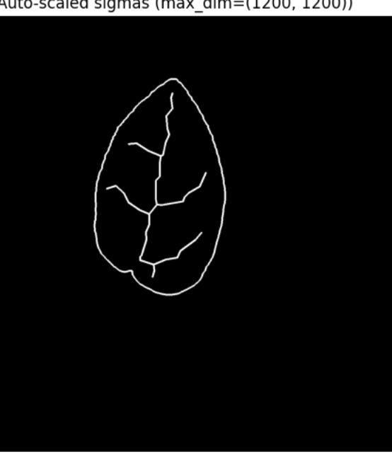 White-on-black output of the revised pipeline showing the traced outer contour and vein network of a rounded leaf.