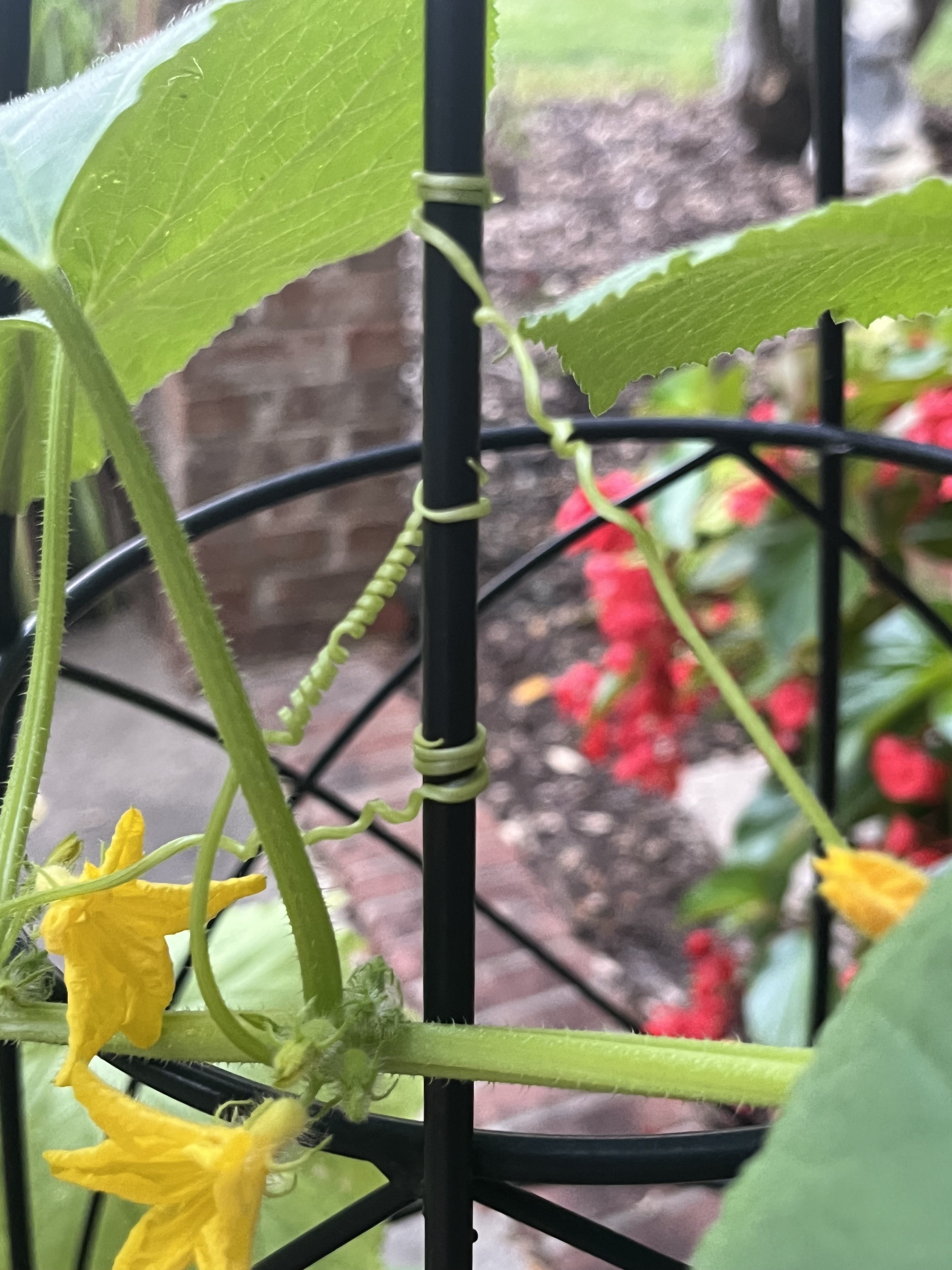 A cucumber vine wrapping its tendril around a black metal trellis, yellow flowers visible below.