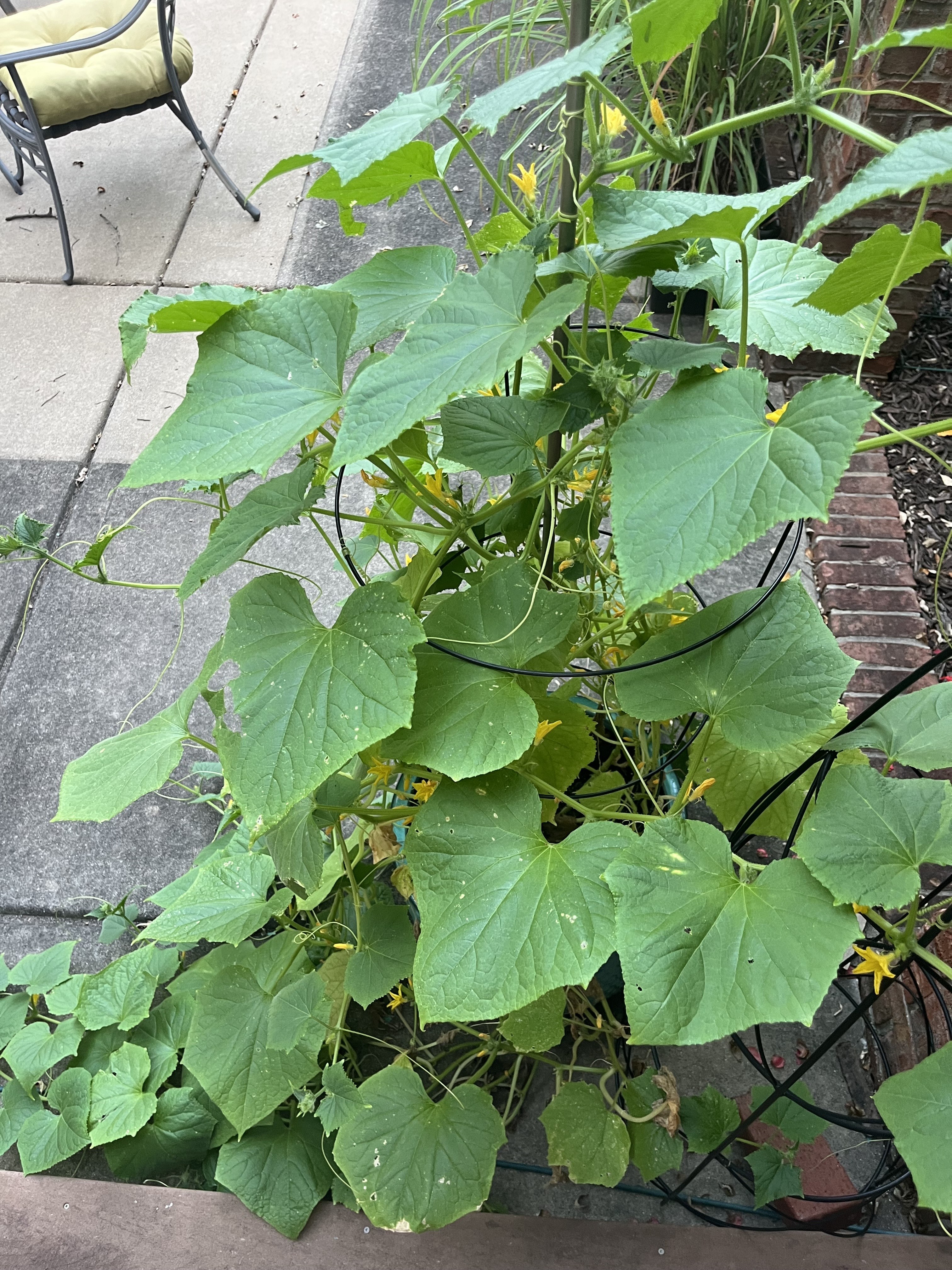 A lush cucumber plant sprawling across a patio, covered in large green leaves and yellow flowers.