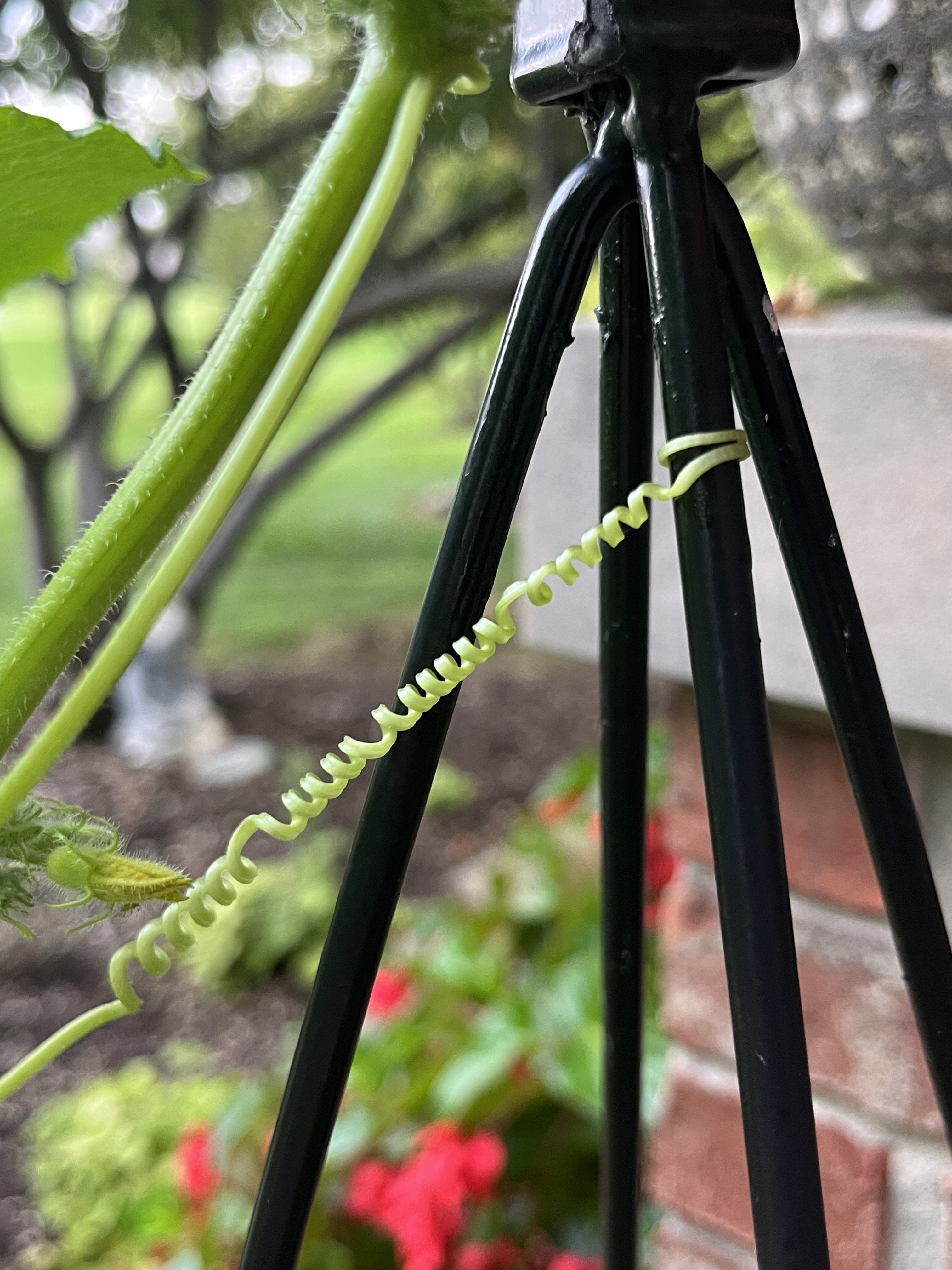 A close-up of a pale green tendril coiling tightly around a black metal trellis bar.
