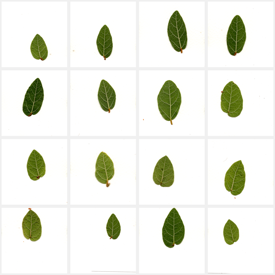 A grid of sixteen scanned leaves on white, each slightly different in shape and shade of green.