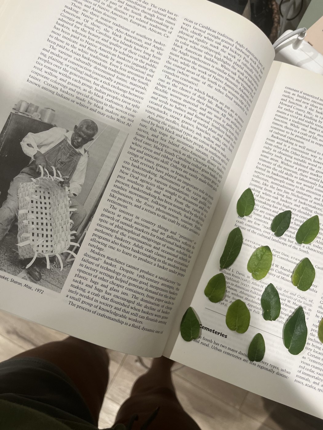 Leaves pressed flat between the pages of a large book.