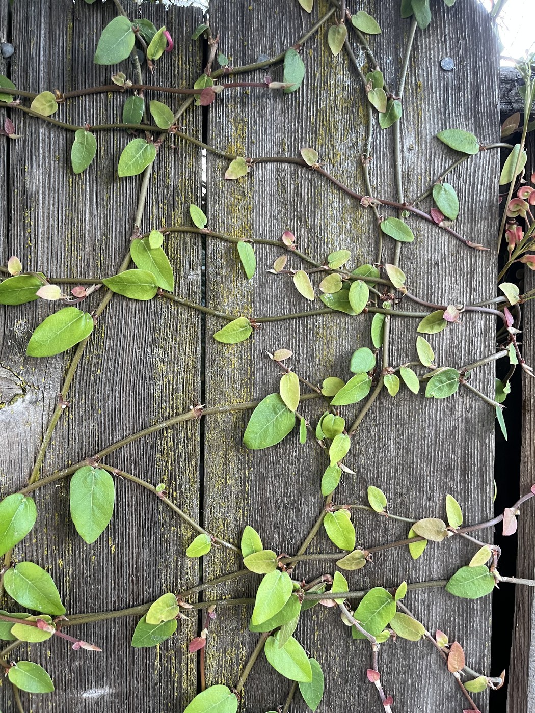 A green vine of creeping fig growing across a weathered wooden fence.