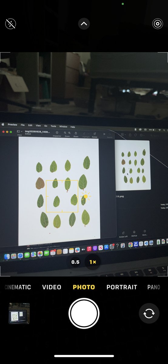 A laptop screen showing leaves being cropped one by one in the Preview app.