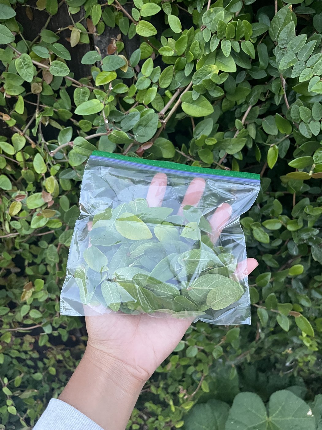 A hand holding a ziploc bag full of freshly gathered leaves in front of the vine.