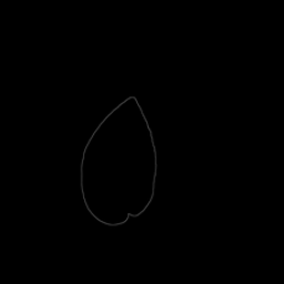 A thin white leaf outline on black — the real thresholded input.