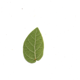 The real scanned leaf — the target.